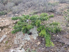 Arctostaphylos imbricata