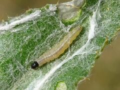 Agonopterix nanatella