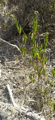 Vallesia glabra