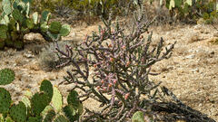 Cylindropuntia thurberi versicolor