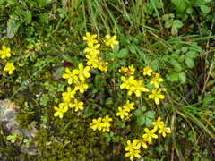 Saxifraga hookeri