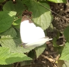 Leptophobia aripa