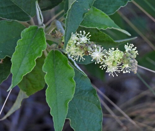 Croton gracilipes, photograph 3