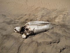 Dermochelys coriacea