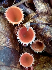 Microstoma floccosum