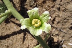 Acanthosicyos horridus