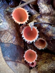 Microstoma floccosum