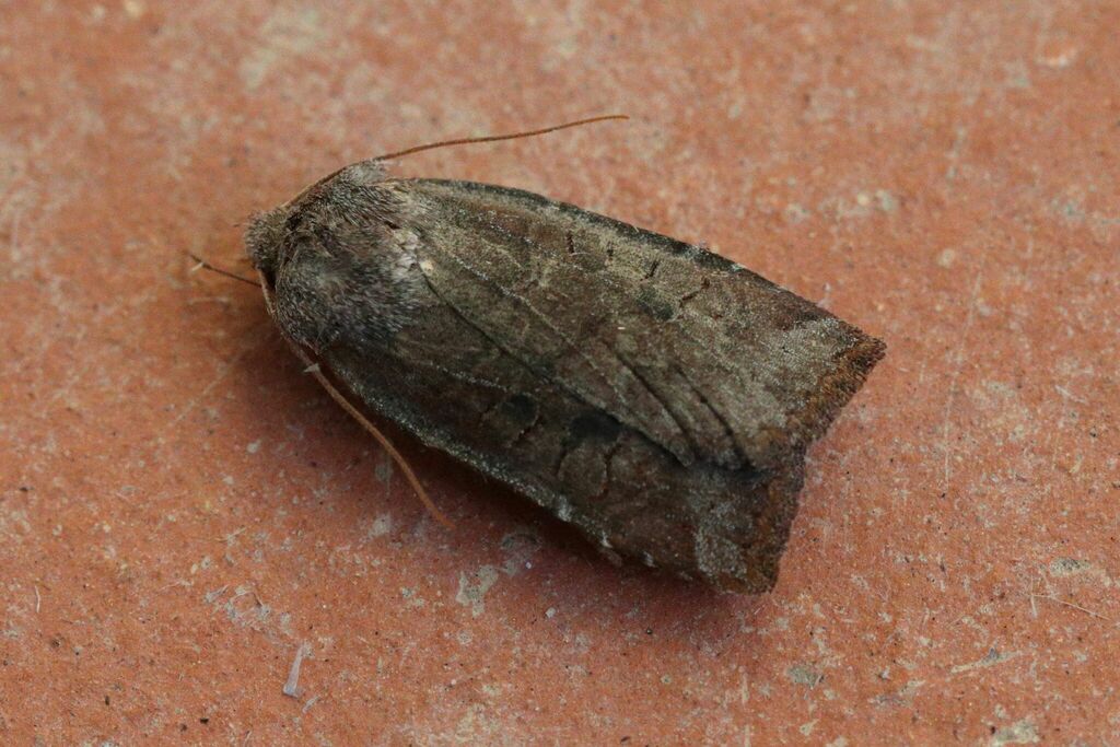 Dark Chestnut