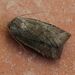 Dark Chestnut - Photo (c) Chris Chapman, some rights reserved (CC BY-NC), uploaded by Chris Chapman