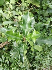 Acanthus ilicifolius
