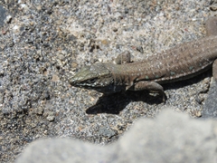 Gallotia atlantica