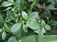 Alternanthera bettzickiana