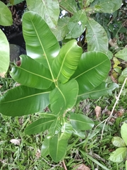 Calophyllum inophyllum