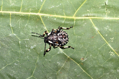 Pinthaeus sanguinipes