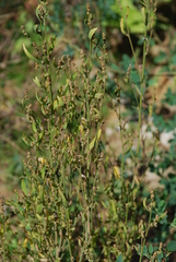 Atriplex patula