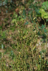 Atriplex patula