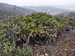Arctostaphylos imbricata