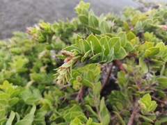 Arctostaphylos imbricata