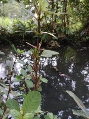 Hygrophila