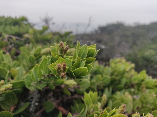 Image of Arctostaphylos imbricata by (c) Alexander Wentworth, some rights reserved (CC BY)