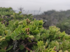 Arctostaphylos imbricata