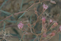 Palafoxia arida arida