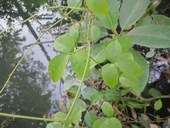 Causonis trifolia