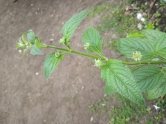 Hyptis capitata