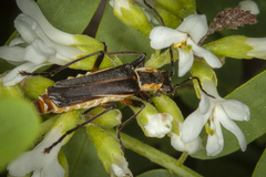 Chauliognathus obscurus