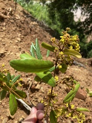 Heteropterys alternifolia