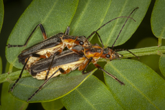 Chauliognathus obscurus