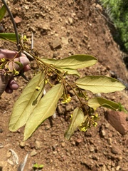 Heteropterys alternifolia