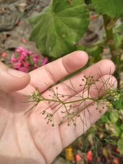 Cyclospermum leptophyllum