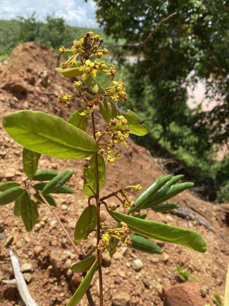Heteropterys alternifolia