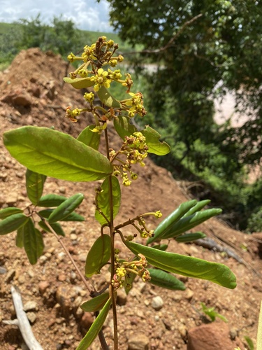 Heteropterys alternifolia