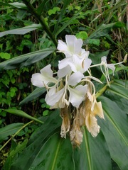 Hedychium