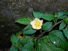 Sida ulmifolia