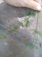 Cyclospermum leptophyllum