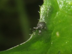 Ceutorhynchus contractus