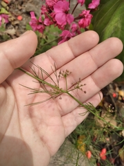 Cyclospermum leptophyllum