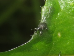 Ceutorhynchus contractus