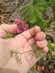 Cyclospermum leptophyllum