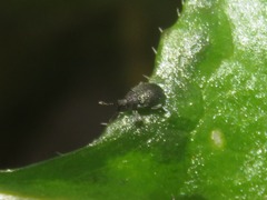 Ceutorhynchus contractus