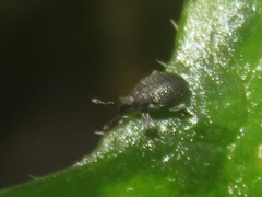 Ceutorhynchus contractus