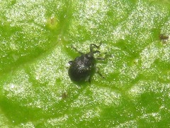 Ceutorhynchus contractus