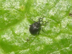 Ceutorhynchus contractus