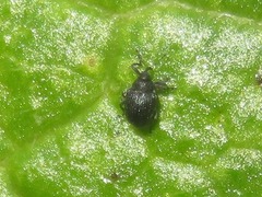 Ceutorhynchus contractus