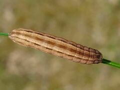 Xestia xanthographa