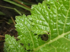 Ceutorhynchus contractus