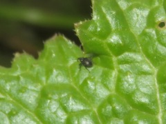 Ceutorhynchus contractus